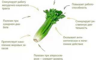 Когда убирать корневой сельдерей?