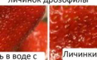 Откуда берутся плодовые мухи дрозофилы