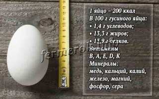Польза гусиных яиц для детей. Можно ли есть гусиные яйца. Для приготовления каких блюд подходит